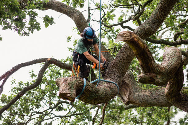 Best Tree Disease Treatment  in Turley, OK